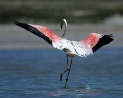 Flamingos im Ebro-Delta